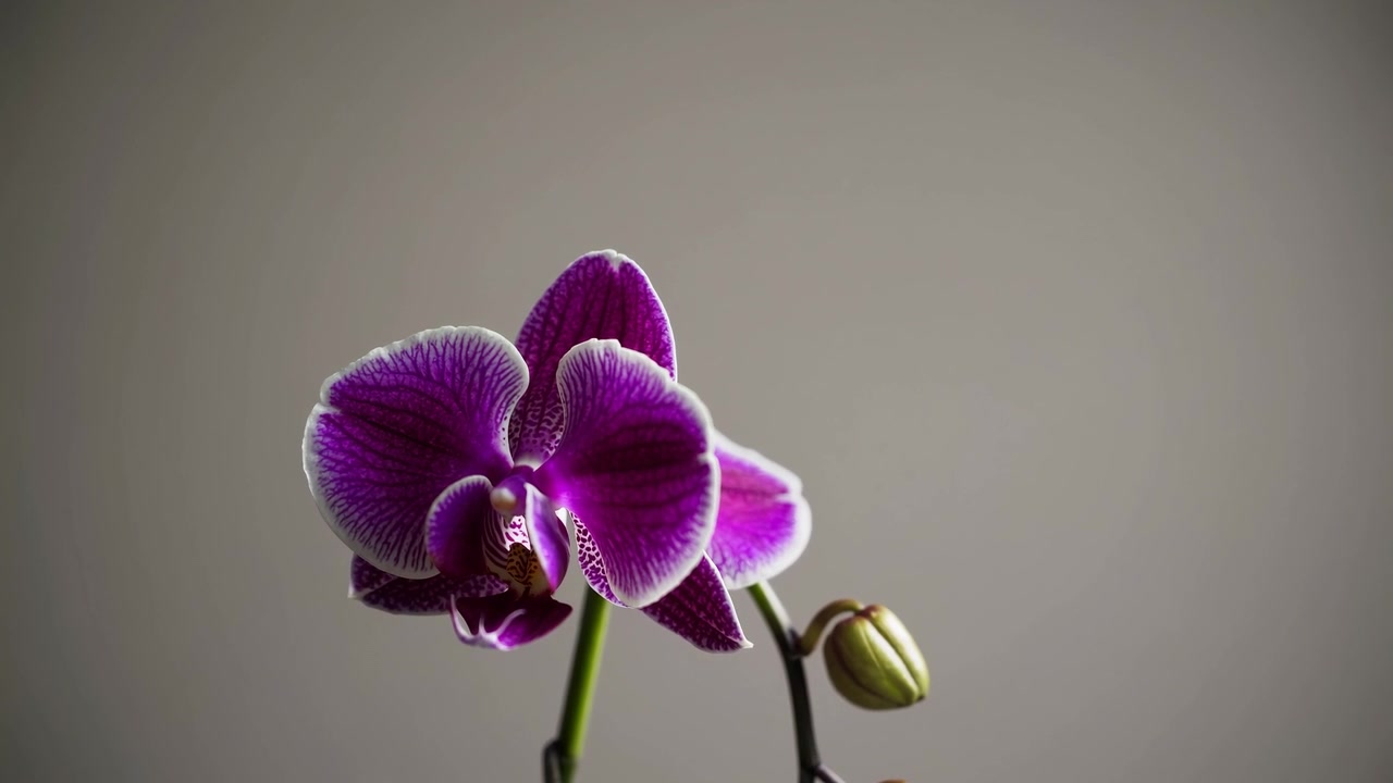Primo piano di un vivace fiore di orchidea viola
