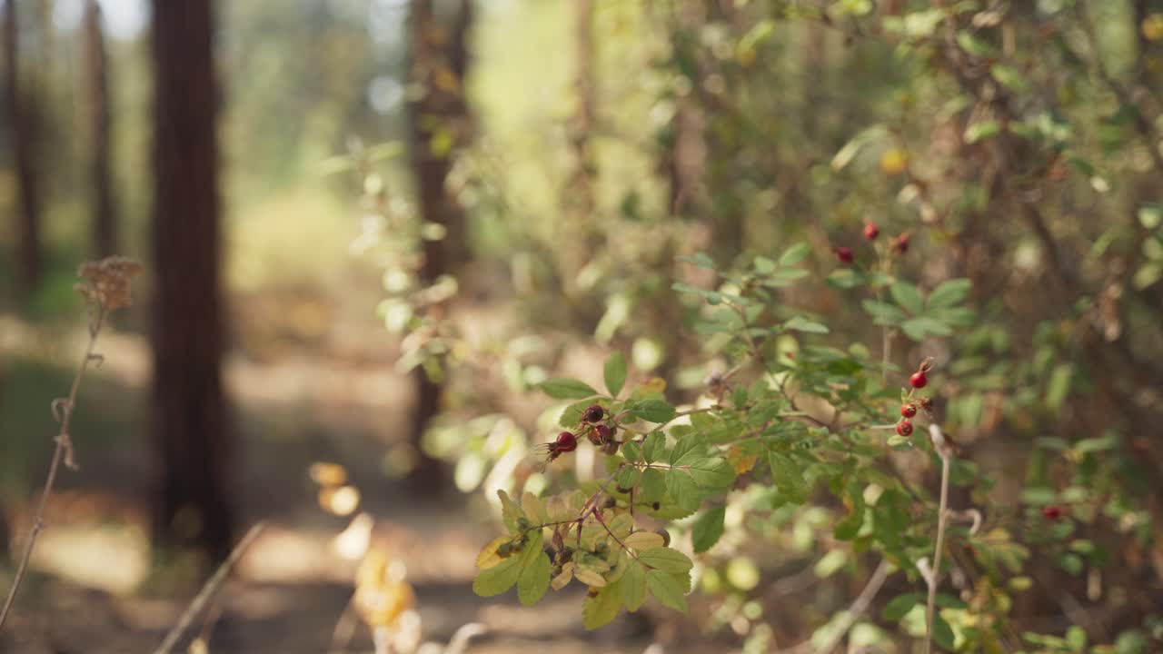 Forest floor plant life in summer
