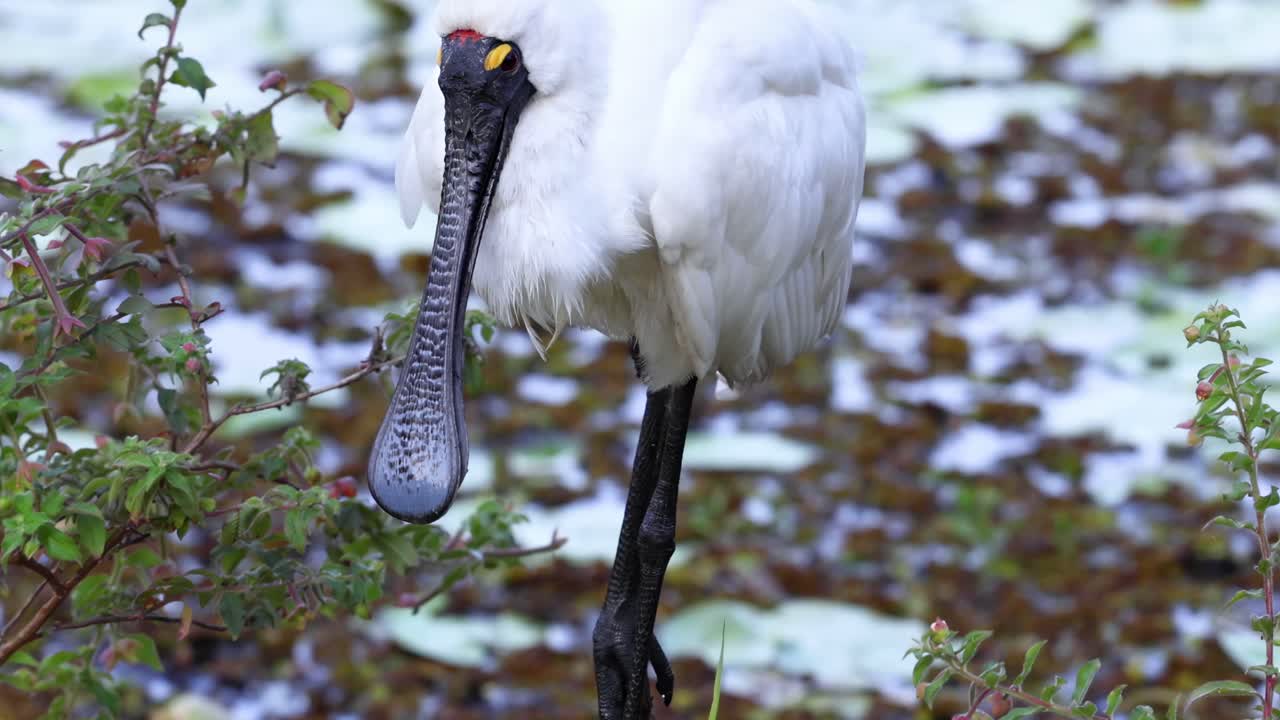 Spoonbill preening feathers near pond in botanic gardens