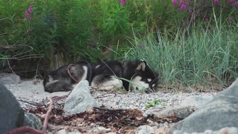 siberian husky dog peacefully sleeping on the campground