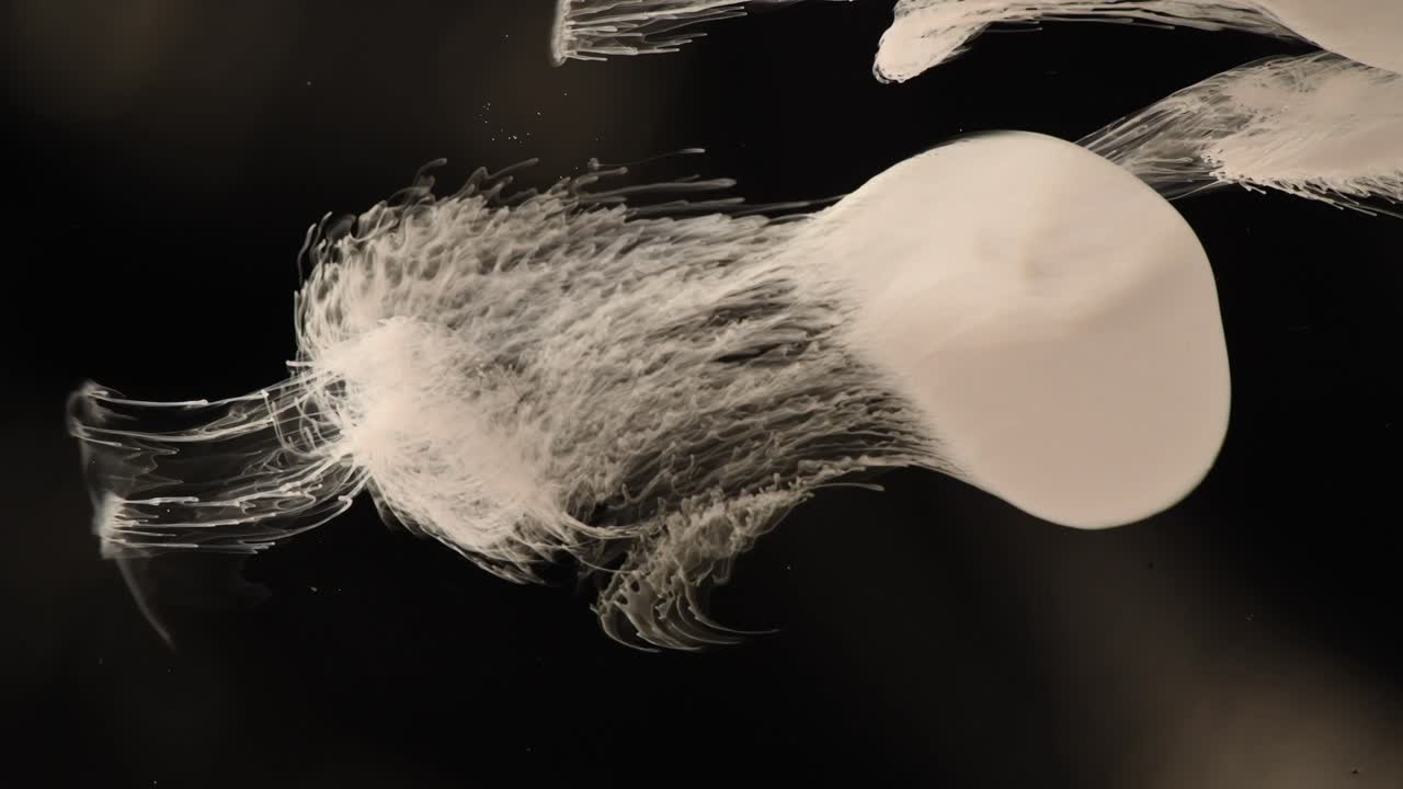 초현실적인 해파리가 자정 바다 위를 활공합니다.