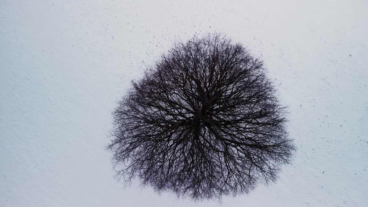 위에서 나무의 클로즈업에서 스위스의 겨울 구릉지 풍경에 대한 개요까지 드론 영상