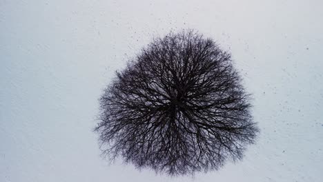 imágenes de drones que se elevan desde el primer plano de un árbol desde arriba hasta una descripción general en el paisaje montañoso invernal en suiza