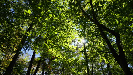 Time-lapsed-motion-of-forest-trees-with-optical-flow-effect