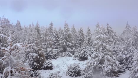 Las-Ráfagas-De-Nieve-Caen-En-Una-Tormenta-Que-Desempolva-El-Bosque-De-Coníferas-Con-Hojas-Drapeadas,-Plataforma-Rodante-Aérea-Inversa