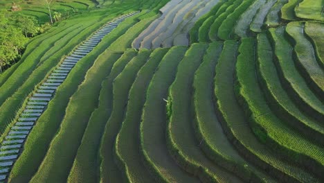 Tiro-De-Drone-De-Ojo-De-Pájaro-De-Hermosos-Campos-De-Arroz-Verde-En-Terrazas-Con-Montañas-En-El-Fondo-En-La-Mañana,-Java-Central,-Indonesia