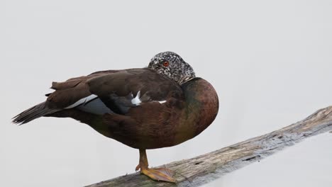 camera zooms out as this bird is resting on the log while hiding its head in its wing, white-winged duck asarcornis scutulata, thailand