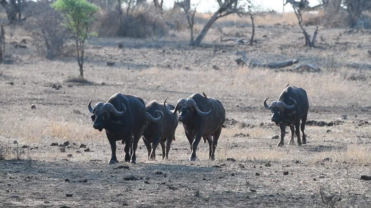 A wide shot of four old buffaloes walking towards the camera in the Kruger National Park