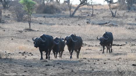 una toma amplia de cuatro búfalos viejos caminando hacia la cámara en el parque nacional kruger