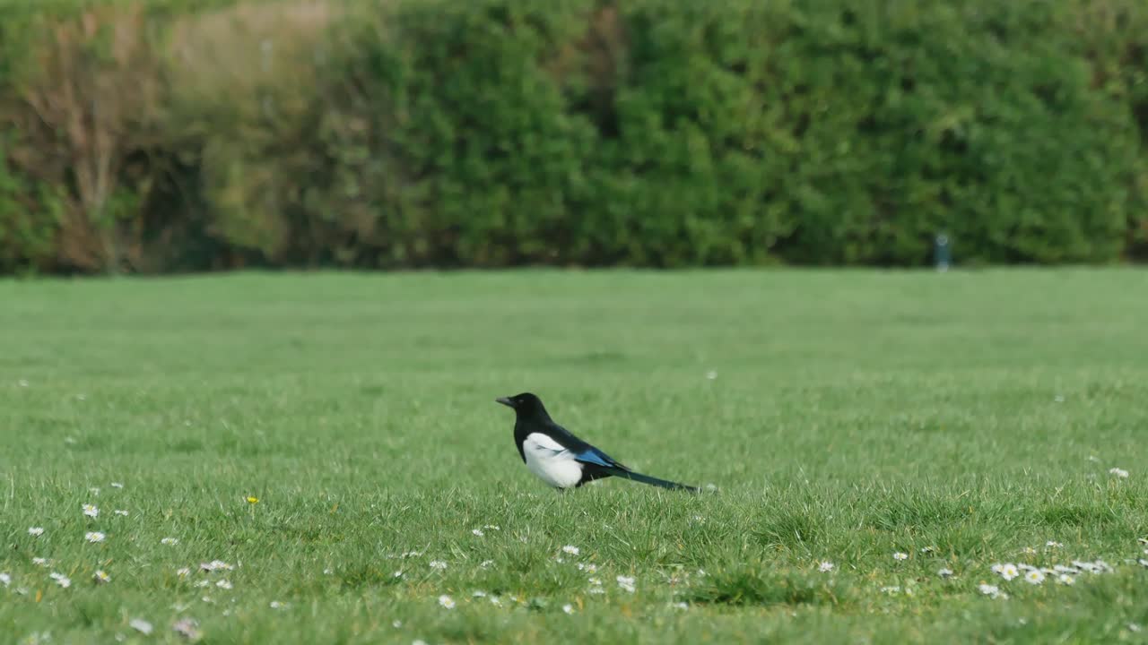 Black-Billed Magpie Bird Walking In The Grass