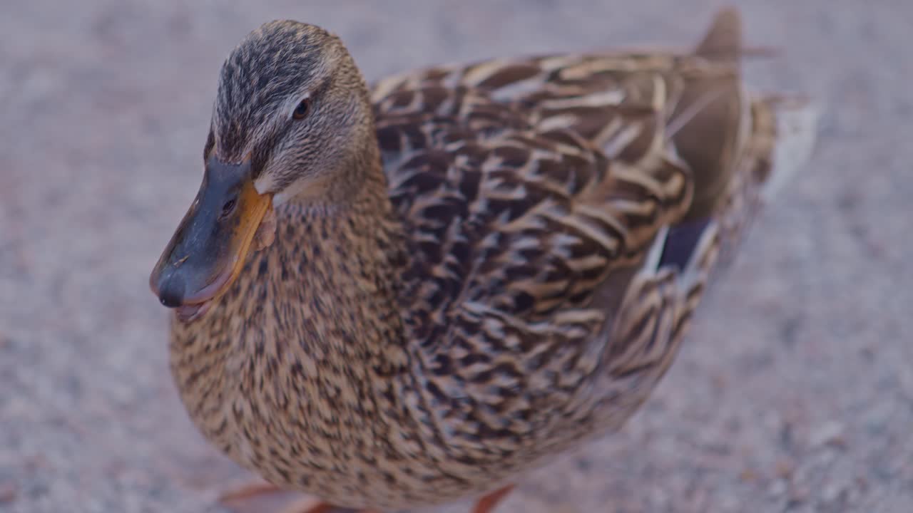 영화 스타일 의 야생 오리 말라드 새 의 근접 사진