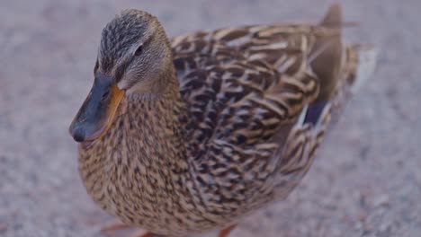 a closeup view of a bird wild duck mallard in cinematic style