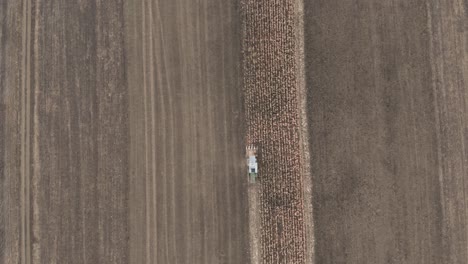 Aerial-View-Of-Combine-Harvester-Working-On-Corn-Fields---drone,-top-down