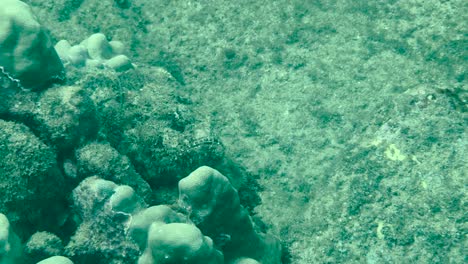 reef stonefish slowly moves on a rock