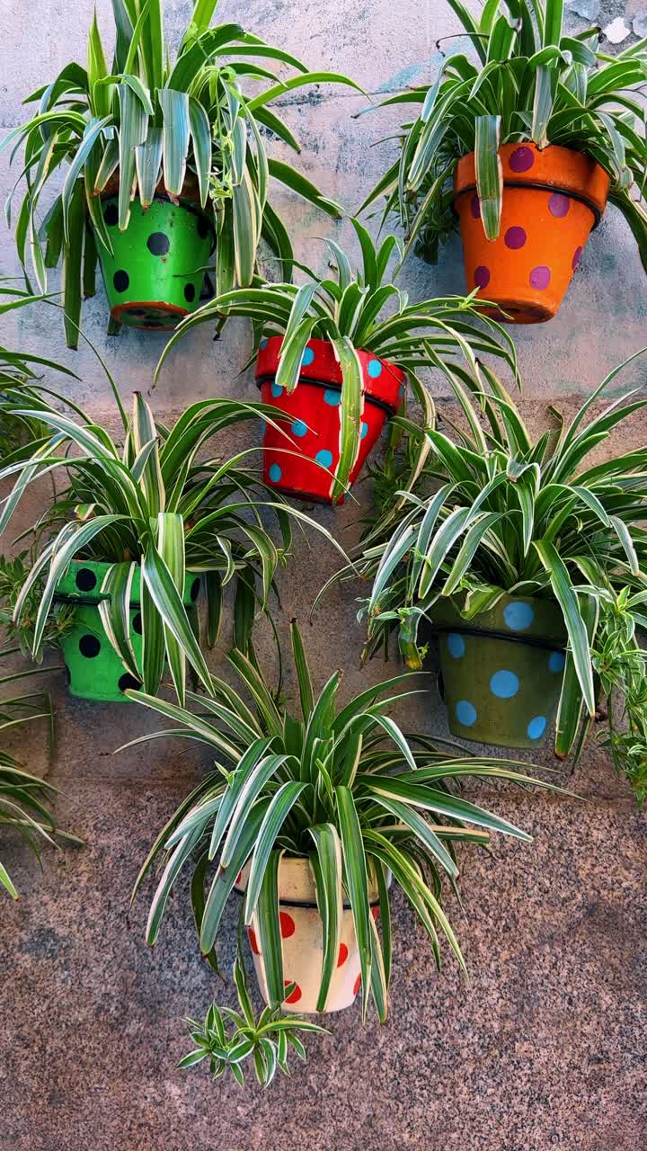 Spider plants in colorful polka dot ceramic pots on wall. Multiple spider plants in green, red, orange, and white pots with painted dots hanging on a rough stone wall