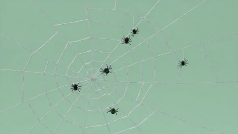 an intricate web: multiple spiders captured amidst their elaborate silk constructs in a serene green background showcasing nature's craftsmanship