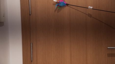 luring a cat with a pet toy, cat jumps on the door in slow motion