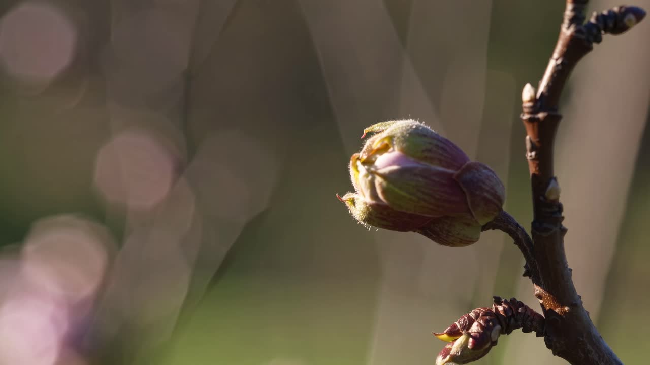Close-up video of a budding flower on a branch, captured with a shallow depth of field
