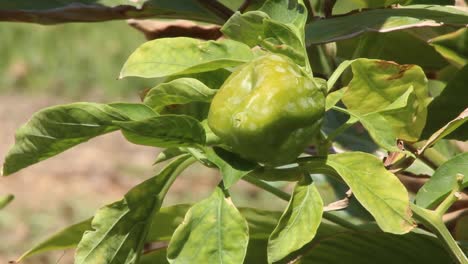 green pepper hanging from a tree ready to harvest