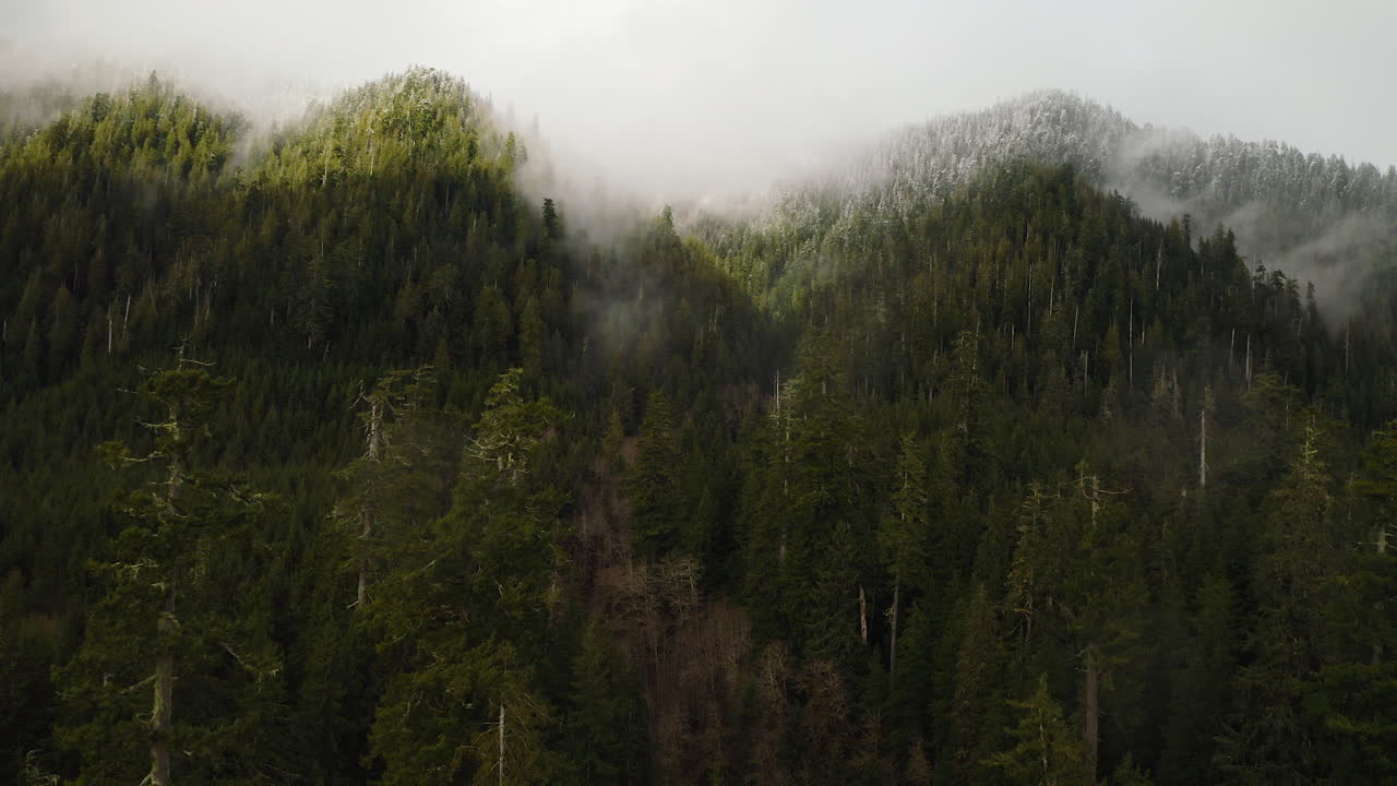 Ripresa aerea di montagne boscose nel Pacifico nord-occidentale con nuvole nebbiose e alberi verdi rigogliosi, USA