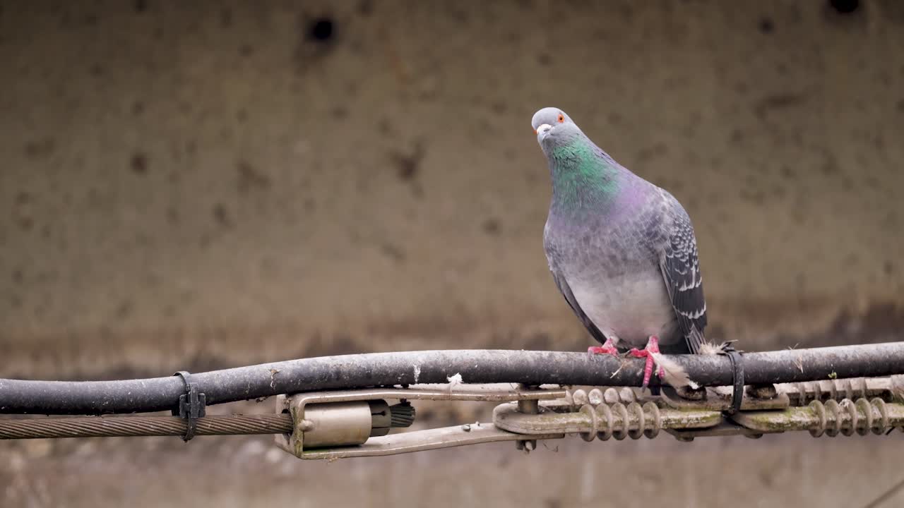 Rock pigeon sitting on a city tube in Antwerp gets startled by another flying pigeon