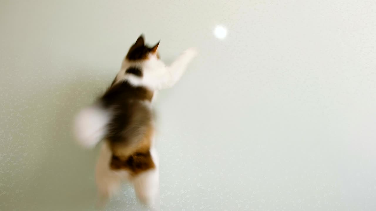 Funny cat jumps for a sunny rabbit on the wall