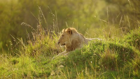 Young-male-lion-resting-on-grassy-mound-in-low-light-as-sun-goes-down,-tired-yawn-resting,-Big-5-five-African-Wildlife-in-Maasai-Mara-National-Reserve,-Kenya