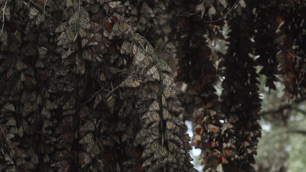 Thousands of Monarch butterflies sleeping in the shade, hanging from large trees within the Monarch Butterfly Sanctuary in Mexico