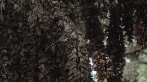 Thousands-of-Monarch-butterflies-sleeping-in-the-shade,-hanging-from-large-trees-within-the-Monarch-Butterfly-Sanctuary-in-Mexico