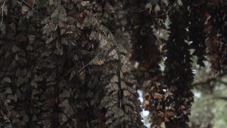 thousands of monarch butterflies sleeping in the shade, hanging from large trees within the monarch butterfly sanctuary in mexico
