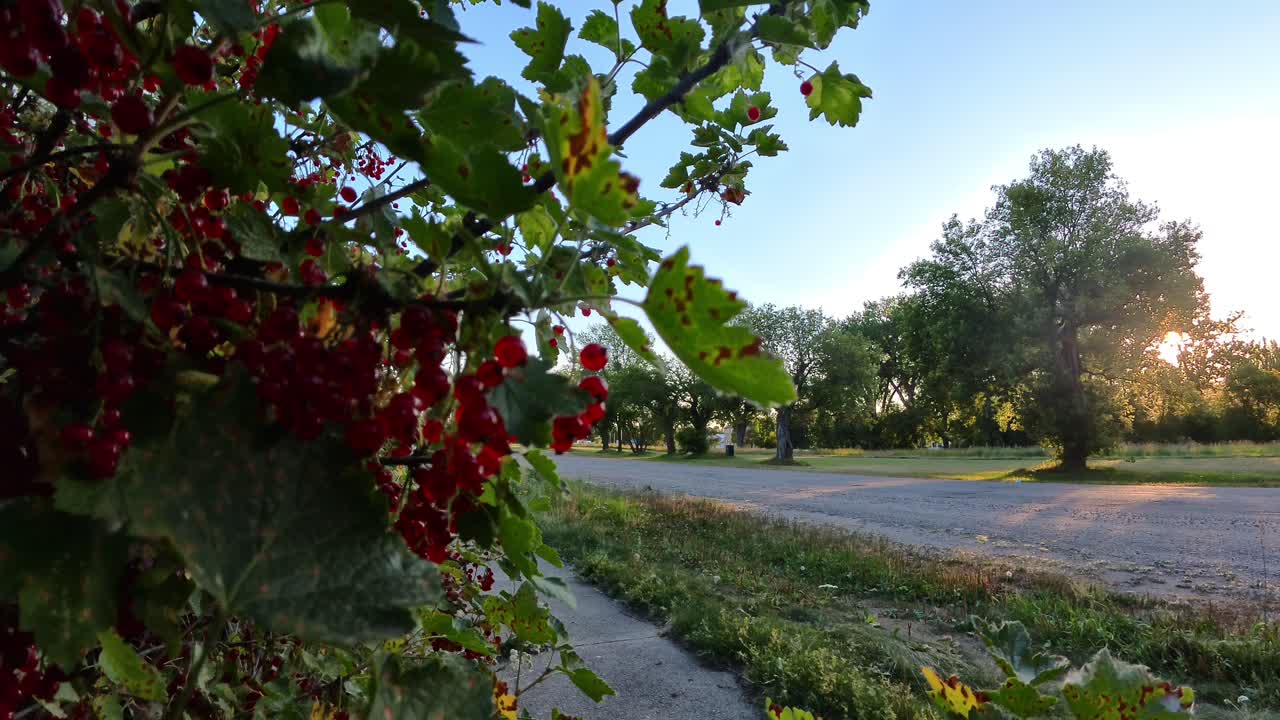 el atardecer de manitoba a través de bayas amargas rojas vibrantes
