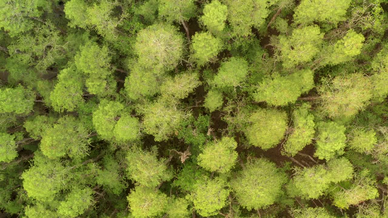 Aerial overhead view of a green forest of Pines in Florida