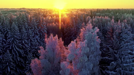 dramatic orange sunset over vast forests of frost covered fir trees in a winter wonderland