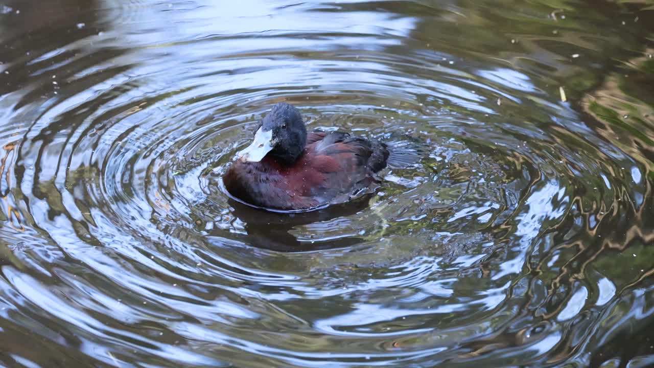un pato que se limpia en un estanque