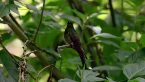 Un-Colibrí-Se-Posa-En-Una-Rama-En-Un-Bosque-En-Ecuador,-América-Del-Sur