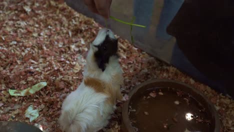 mano sosteniendo un pedazo de verdura fresca, alimentando a un conejillo de indias lindo y adorable en cautiverio, movimiento de mano disparo de primer plano