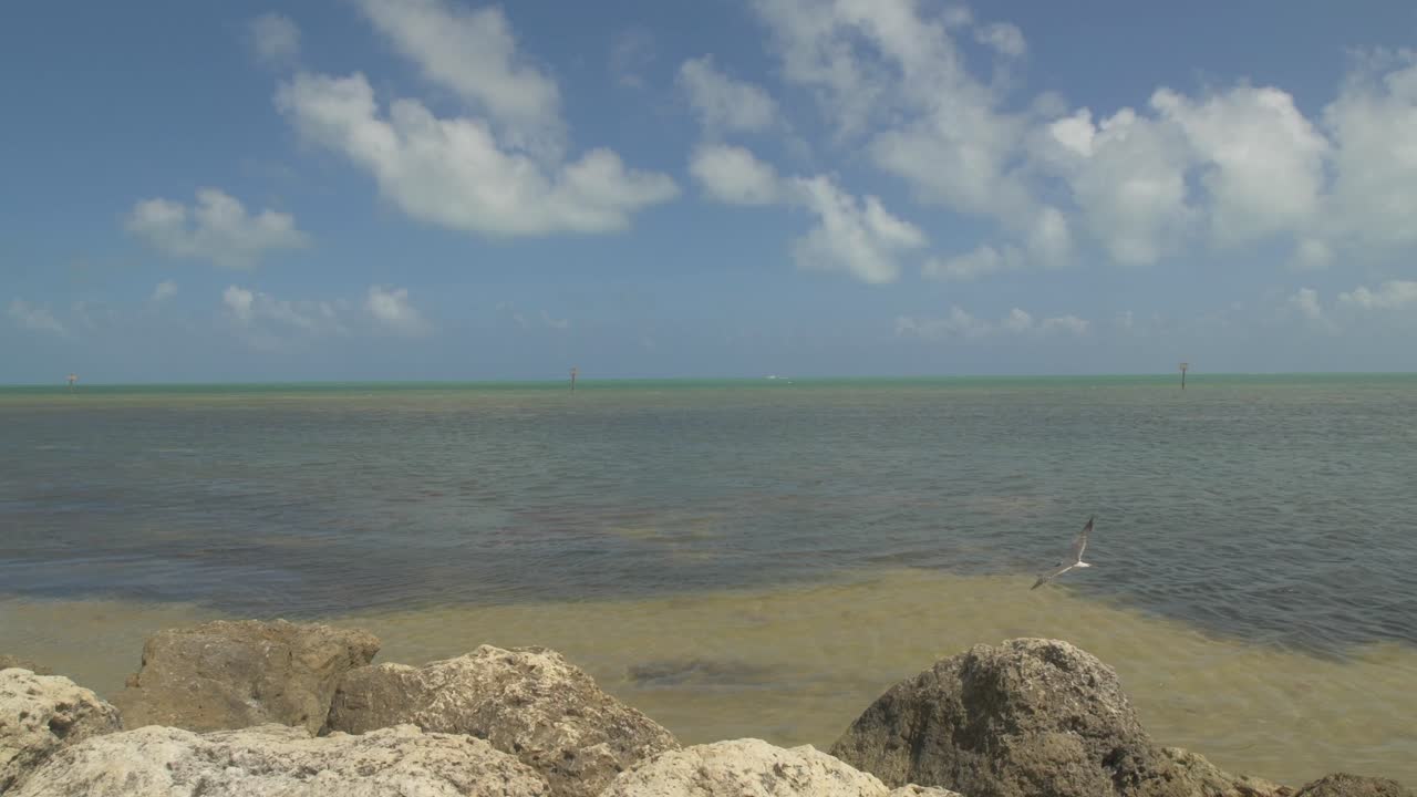 key west gaviotas rocas y océano cielo azul