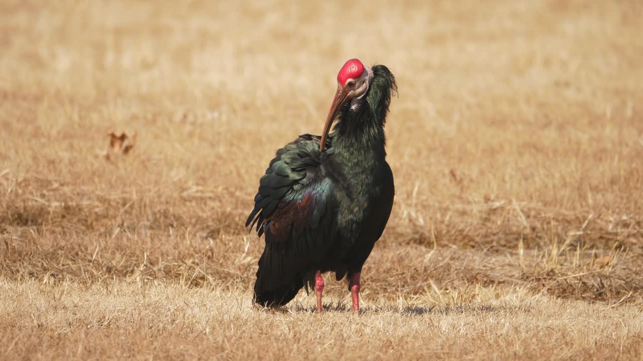 el ibis calvo del sur se encuentra en su lugar aseándose en el viento