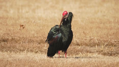 southern bald ibis stands in place grooming itself in the wind