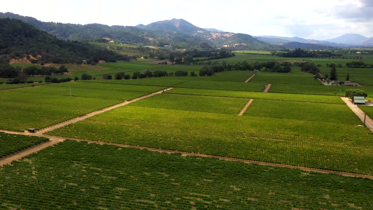 Drone pans over orderly vineyard rows near foothills with scenic Napa backdrop
