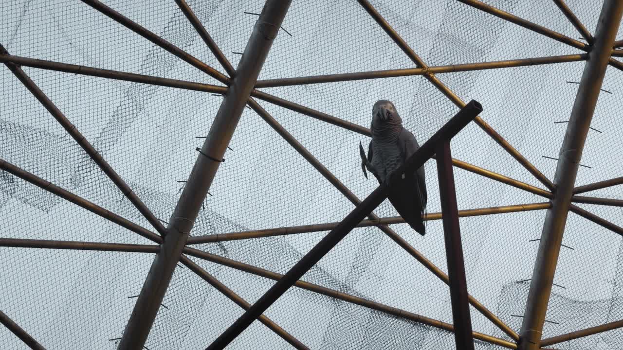 African grey parrot perched high on metal beam inside domed aviary, silhouetted against mesh roof and sky, calm posture, soft daylight, static composition. tranquil scene