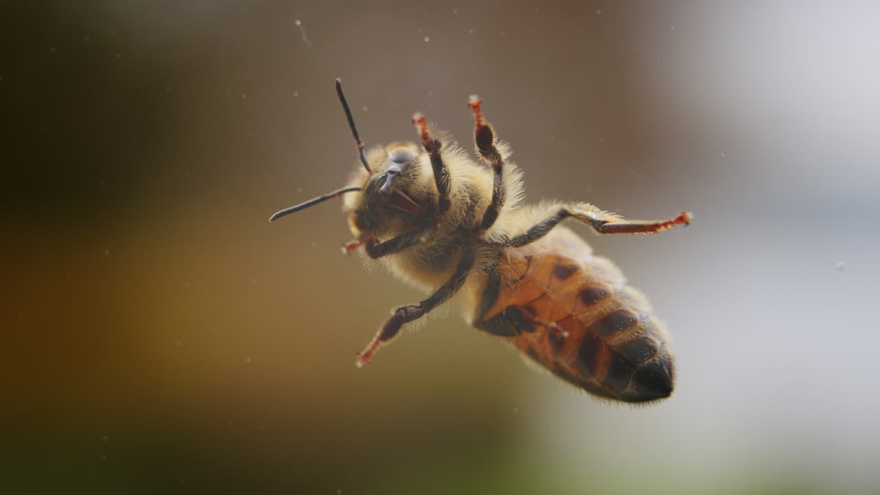 la respiración de la abeja con el abdomen, detalle macro de primer plano
