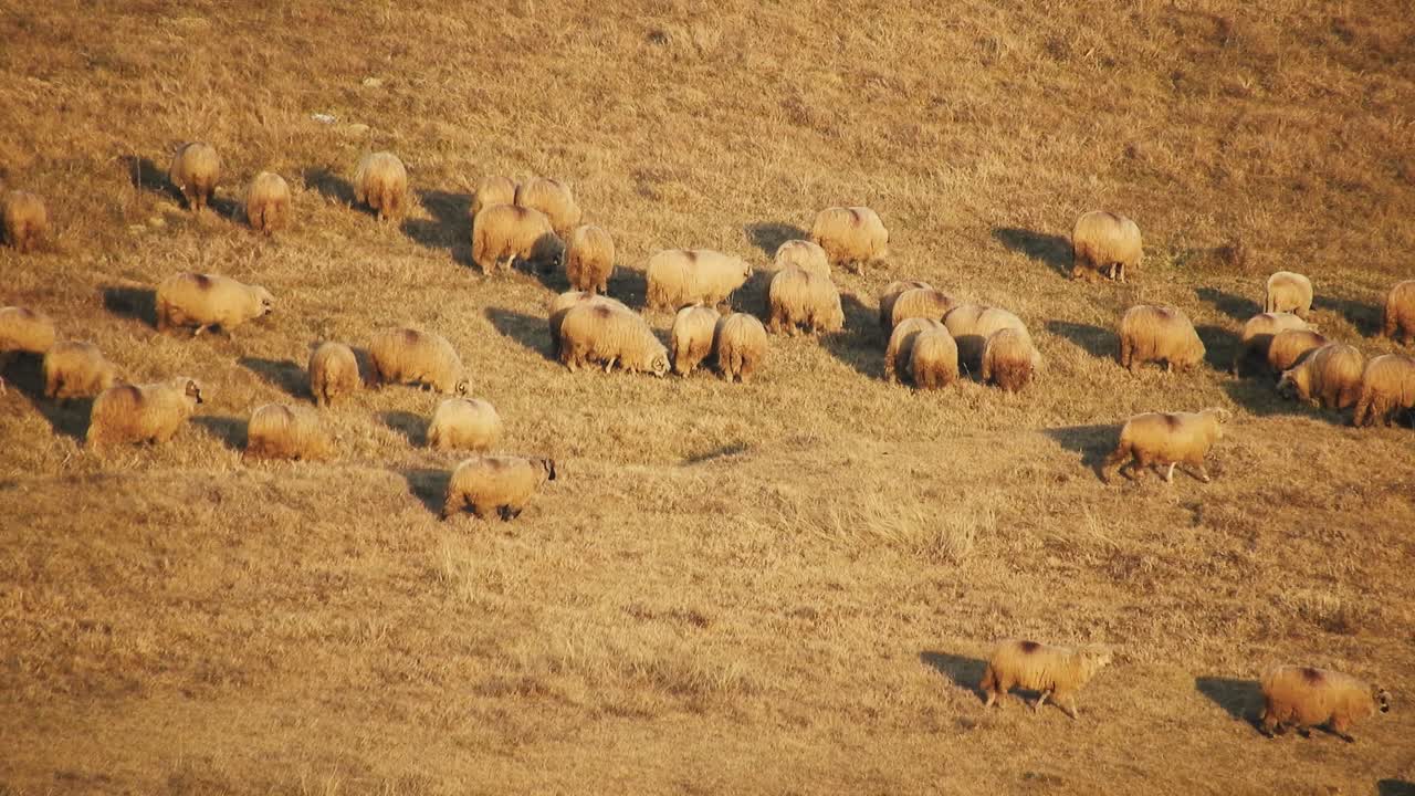 Un gregge di pecore che mangia l'erba nel campo