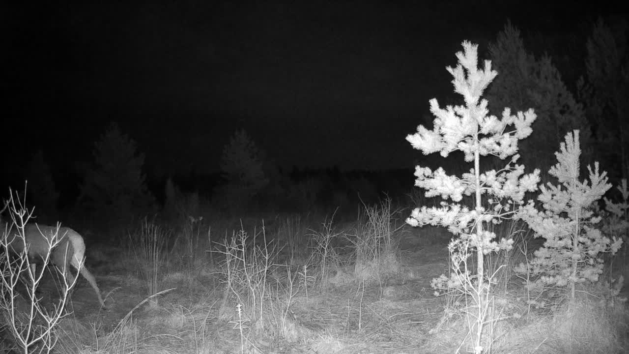 Male red deer (Cervus elaphus) walking in front of a trail camera. Saaremaa, Estonia.