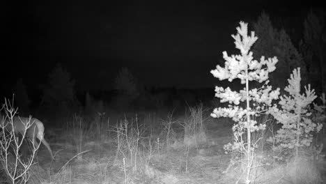 male red deer (cervus elaphus) walking in front of a trail camera. saaremaa, estonia.