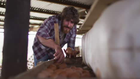 happy caucasian man, working on farm, collecting chicken eggs