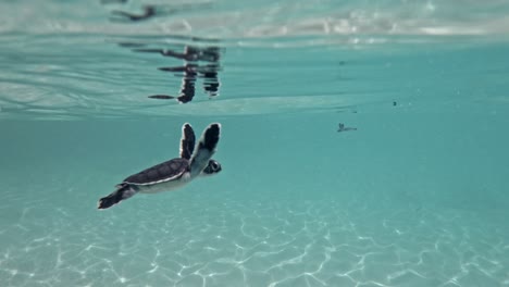 Swimming-Sea-Turtles-On-Serene-Ocean-At-Tropical-Islands