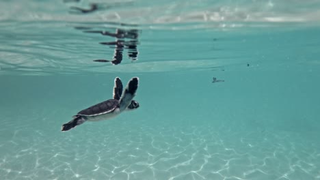 swimming sea turtles on serene ocean at tropical islands