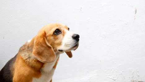 el dueño alimenta frutas de naranja al beagle