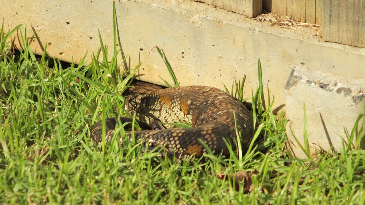 lagarto de lengua azul acurrucado por la valla de piedra en el jardín respirando